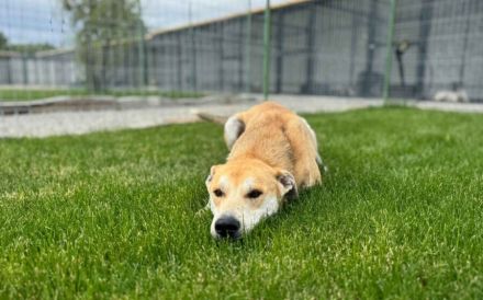 Sportlicher Hasi sucht Familienanschluss