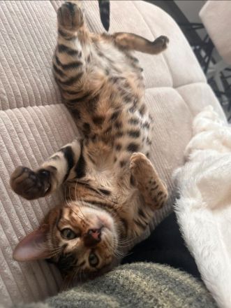 Bengal Kitten 4 Monate alter Kater