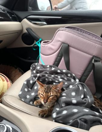 Bengal Kitten 4 Monate alter Kater