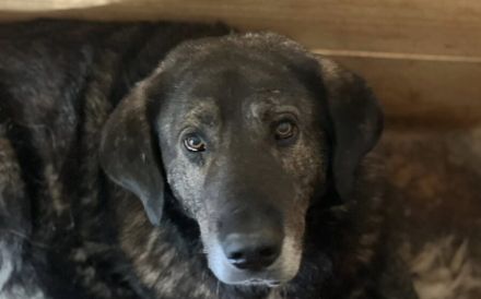 Stattlicher Rüde Vasco mit sanfter Seele