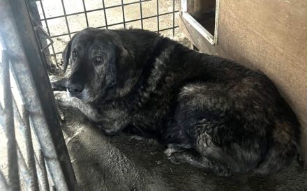 Stattlicher Rüde Vasco mit sanfter Seele