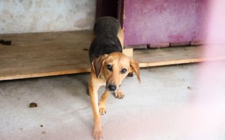 Schüchterne Gretchen sucht Schutzzone