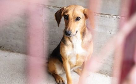 Schüchterne Gretchen sucht Schutzzone