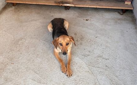 Schüchterne Gretchen sucht Schutzzone
