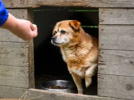 Schüchterner Pucki sucht ruhiges Zuhause