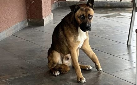 Schenkst du Branko ein neues Leben?