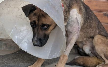 Schenkst du Branko ein neues Leben?