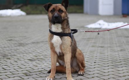 Schenkst du Branko ein neues Leben?