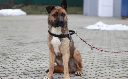 Schenkst du Branko ein neues Leben?
