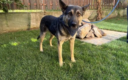 Traumhund Rick sucht seine Menschen