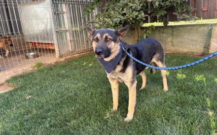 Traumhund Rick sucht seine Menschen