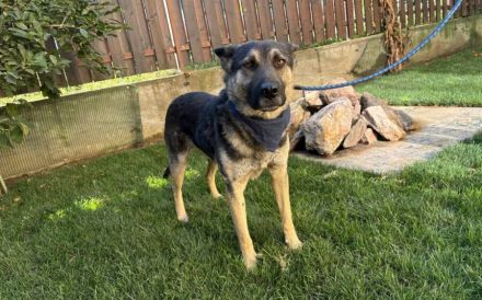 Traumhund Rick sucht seine Menschen