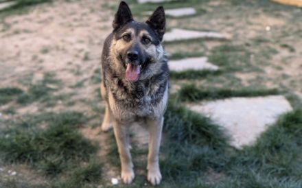Traumhund Rick sucht seine Menschen