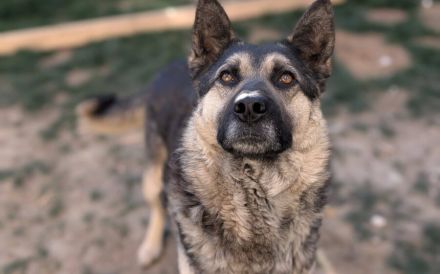 Traumhund Rick sucht seine Menschen