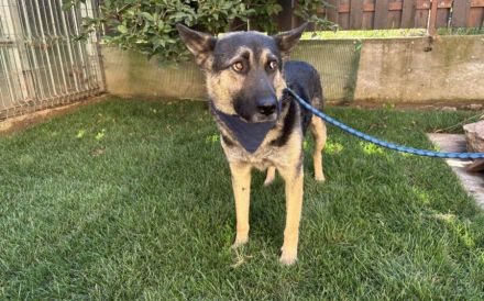 Traumhund Rick sucht seine Menschen