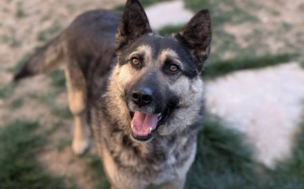 Traumhund Rick sucht seine Menschen