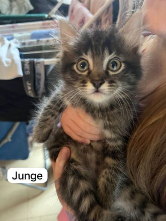 Maine Coon/Havana Mix Kitten