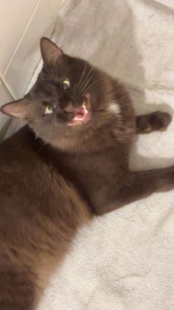 Maine Coon/Havana Mix Kitten