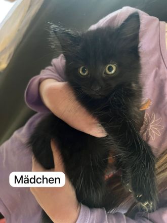 Maine Coon/Havana Mix Kitten