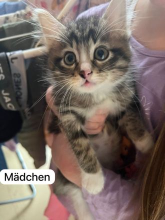 Maine Coon/Havana Mix Kitten
