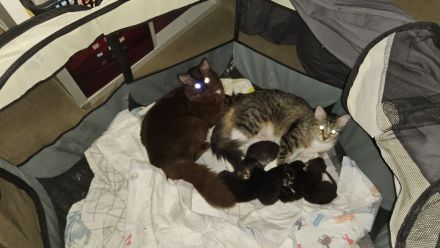 Maine Coon/Havana Mix Kitten