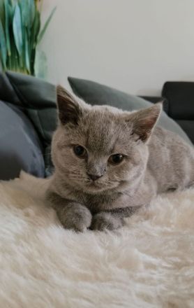 Britisch Kurzhaar Kater, 12.08.geboren ,gesund, Wohnungskatze