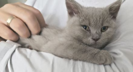 Britisch Kurzhaar Kater, 12.08.geboren ,gesund, Wohnungskatze