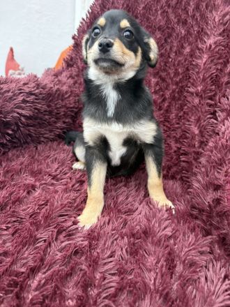 Bonny ein verschmuster Pinschermix