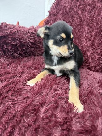 Bonny ein verschmuster Pinschermix