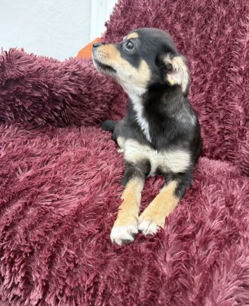 Bonny ein verschmuster Pinschermix