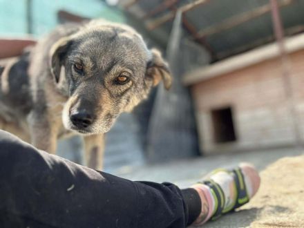 Gina sucht ihr Für-immer-Zuhause