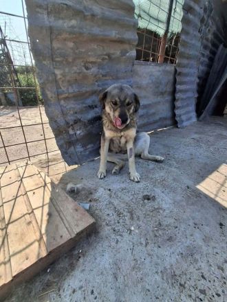 Gina sucht ihr Für-immer-Zuhause