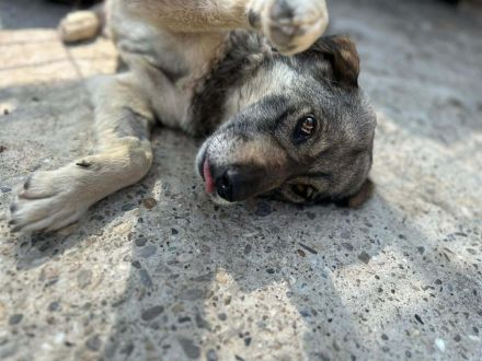 Gina sucht ihr Für-immer-Zuhause