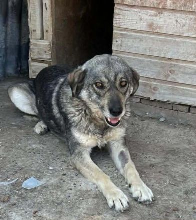 Gina sucht ihr Für-immer-Zuhause