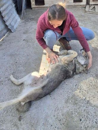 Gina sucht ihr Für-immer-Zuhause