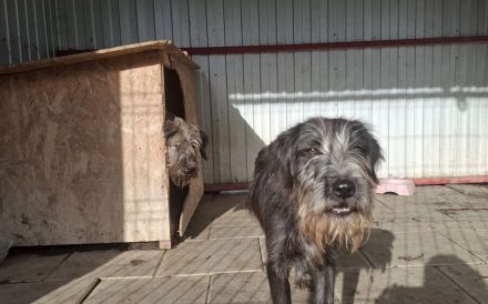 Schutzzone für Haldir gesucht