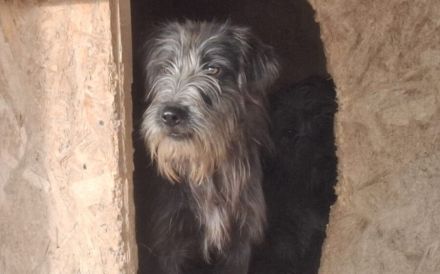 Schutzzone für Haldir gesucht