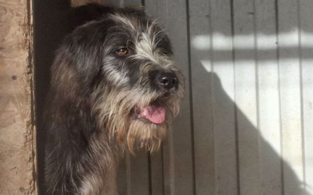 Schutzzone für Haldir gesucht