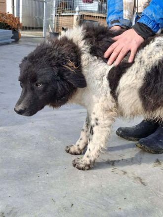 Maja sucht ihr Für-immer-Zuhause