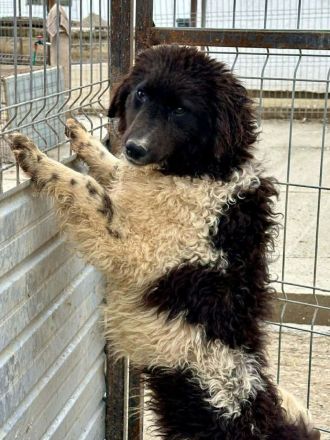 Maja sucht ihr Für-immer-Zuhause