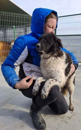 Maja sucht ihr Für-immer-Zuhause