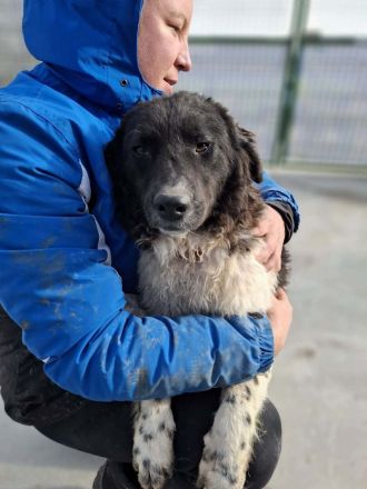 Maja sucht ihr Für-immer-Zuhause