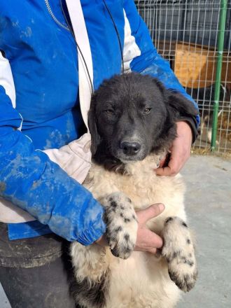 Maja sucht ihr Für-immer-Zuhause