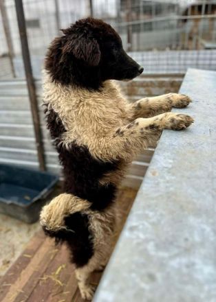 Maja sucht ihr Für-immer-Zuhause