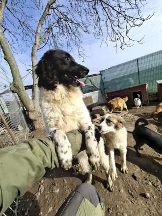 Maja sucht ihr Für-immer-Zuhause