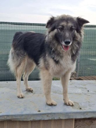 Blana sucht ihr Für-immer-Zuhause