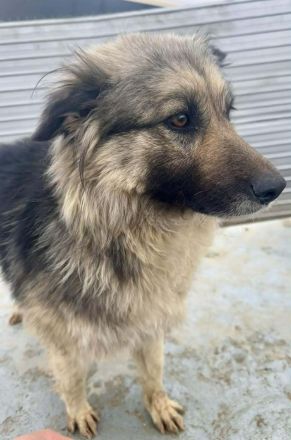 Blana sucht ihr Für-immer-Zuhause