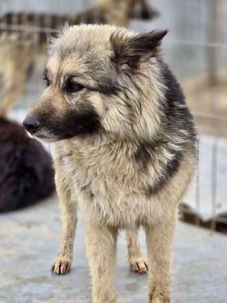 Blana sucht ihr Für-immer-Zuhause