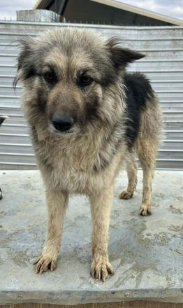 Blana sucht ihr Für-immer-Zuhause