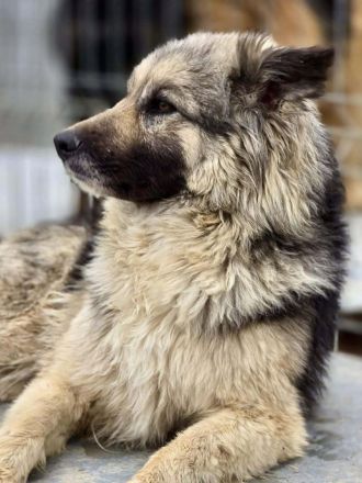 Blana sucht ihr Für-immer-Zuhause